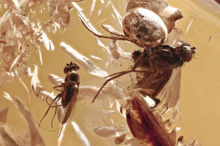 Detailed Fossil Flies (Dolichopodidae) In Baltic Amber #328176